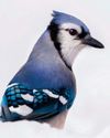 Festive Feathers