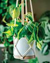 Trailing Houseplants