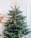 Christmas Tree Do's and Don'ts