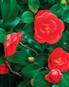 COOL AS A Camellia