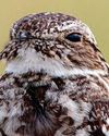 the mysterious lives of NIGHTHAWKS