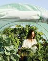 Getting Started With Greenhouse Gardening Getting Started With Greenhouse Gardening