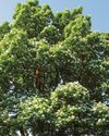 Every tree TELLS A STORY Every tree TELLS A STORY