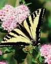 4 Flowering Shrubs