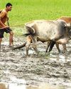 পশ্চিমবঙ্গ ও নতুন বছর