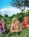 Major Plantation Sub-Sectors and Employment Challenges8