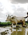 Early Monsoon Arrives, Bringing Hope and Opportunity for India Early Monsoon Arrives, Bringing Hope and Opportunity for India