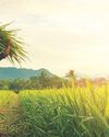 India's fields of the future: Harvesting sunlight and crops together13