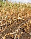 Anxiety of Drought, Input Crisis and Inflation engulfing Indian Agriculture Anxiety of Drought, Input Crisis and Inflation engulfing Indian Agriculture11