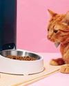 DOES DRY CAT FOOD CAUSE URINARY ISSUE?