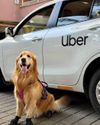 PET-FRIENDLY UBER RIDES