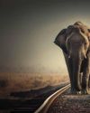 ELEPHANT HERD SAVED FROM TRAIN MISHAP