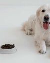 PROTEIN DEFICIENCY IN DOGS