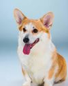 CORGI: SMALL SIZE BIG CHARM