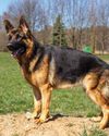 TALE OF A ROYAL GERMAN SHEPHERD