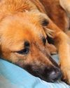 SUGAR TROUBLE IN FUR BABY10