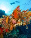 REEF, RELAX, REPEAT10