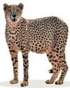 India tried to reintroduce cheetahs-then it all went wrong India tried to reintroduce cheetahs-then it all went wrong1