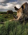 A rhino with a future A rhino with a future3