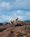 As ice melts, polar bears scrounge for food3
