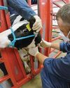 Is it time for Americans to worry about bird flu?1