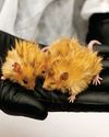 Woolly mice are a first step in restoring the mammoth3