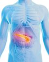 PANCREAS: A Silent Powerhouse PANCREAS: A Silent Powerhouse6