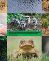 WHO INVITED YOU? - When Species 'Invade'