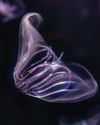 Two Comb Jellies Can Fuse Their Bodies Together to Become One