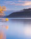 That Wanaka Tree Gets a Companion