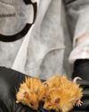 Scientists Create Mice With Woolly Mammoth-Like Fur Muse Science Magazine for Kids