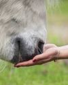 10 Best Life Lessons From Horses