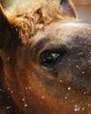 Horsey Hydration- The Importance Of Water In Winter