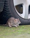 Autocar UK