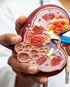 Helex raises $3.5 M to advance targeted gene therapies for kidney diseases15