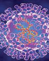 GHIT invests $460,000 for development of Mpox detection test prototype7