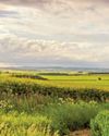 Howardian Hills