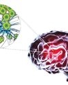 WHO releases first technical brief on Encephalitis WHO releases first technical brief on Encephalitis