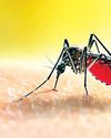 WHO calls for revitalised efforts to end malaria