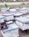 खेती और मधुमक्खी पालन से सफलता का इतिहास रचने वाले सफल किसान अशोक कुमार शर्मा9