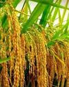 पंजाब सरकार की हाईब्रिड धान पर पाबंदी से किसान एवं व्यापारी चितिंत ....13