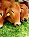 दुधारू पशुओं के लिये संतुलित आहार दुधारू पशुओं के लिये संतुलित आहार6