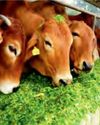 दुधारू पशुओं के लिये संतुलित आहार24
