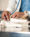 SHOULD YOU BUY PET HEALTH INSURANCE?