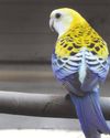 Parrot breeding Part II: Aviaries and nest sites