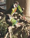 News from Loro Parque: Parrots enjoy the summer