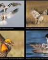 AUDUBON SOCIETY REVEALS ITS BEST BIRD IMAGES OF 2022