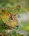 STUNNING LEOPARD IMAGES CHOSEN FOR CHARITY BOOK