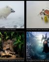 IMAGES CELEBRATE NATURE'S BEAUTY, AND ITS STRUGGLES