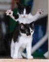 KITTEN AMBUSH SNAP WINS COMEDY PET PHOTO AWARDS